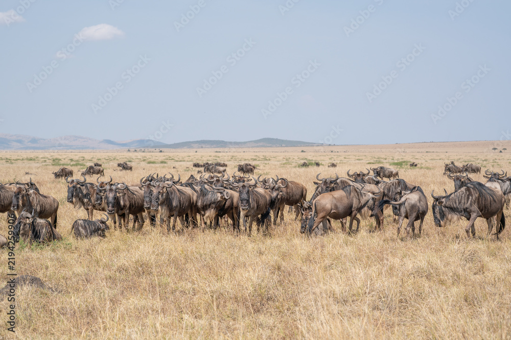Fototapeta premium Wildebeest migration, Serengeti National Park, Tanzania, Africa