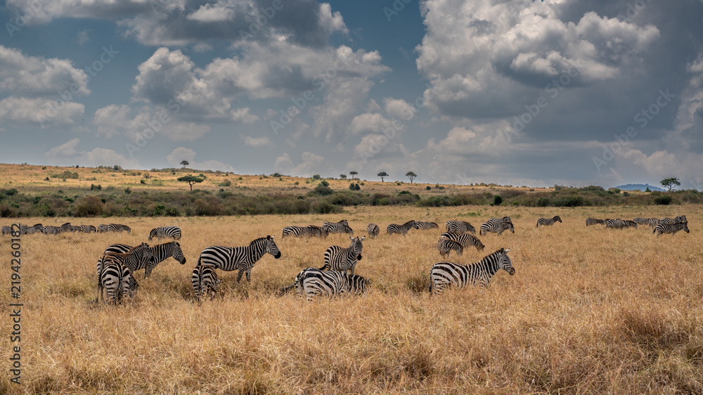 Fototapeta premium a herd of zebra grazing on the plains of masai mary kenya.
