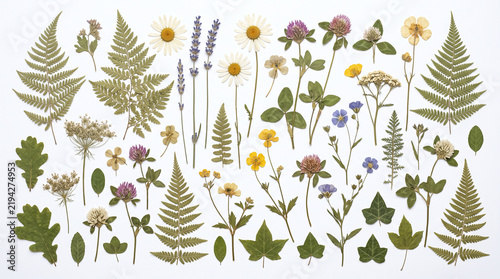 Collection of pressed dried wildflowers and green fern leaves with pressed flowe.