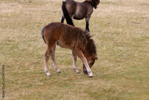 horse and foal, Dartmoor nature reserve, Devon, England