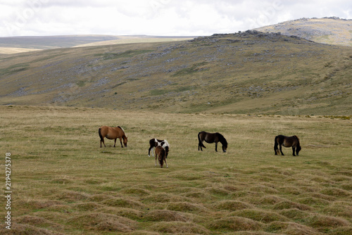 herd of horses, Dartmoor nature reserve, Devon, England
