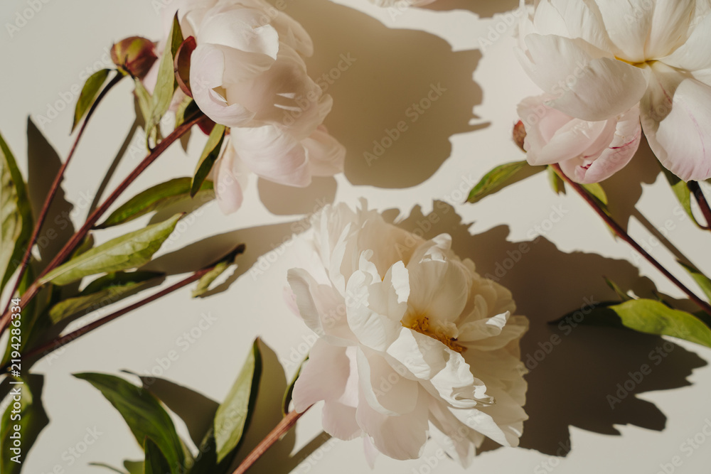 Obraz premium Still Life Of Fresh Blooming White Peonies On Cream Background With Sunbeam Shadows