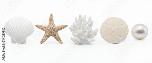 Seashells starfish coral and pearl, isolated on transparent background