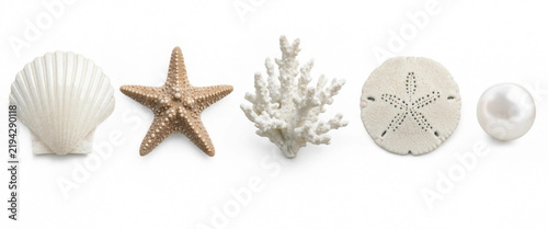Seashells starfish coral and pearl, isolated on transparent background