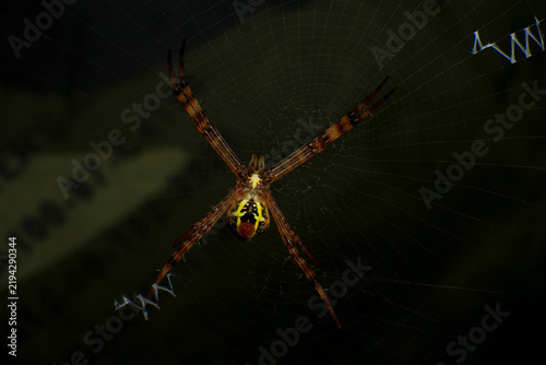 Macro Photography of Lynx Spider on Leaf and Argiope Spider on Web