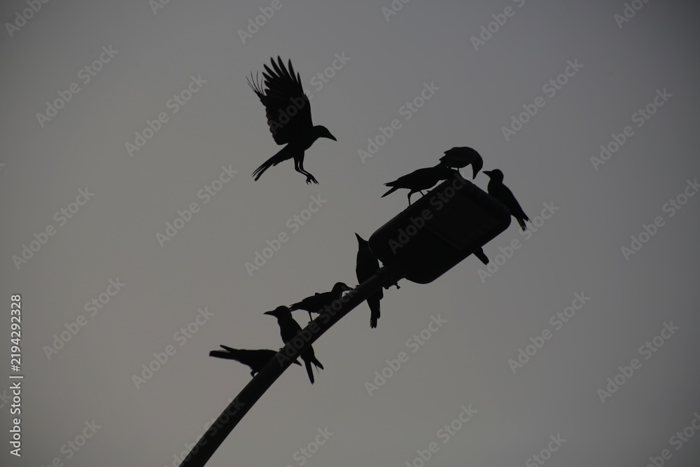 Fototapeta premium A flock of birds perched on a lamppost.