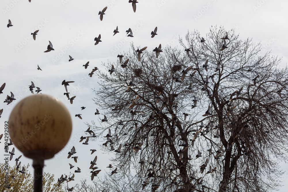 Fototapeta premium Birds fly above bare tree branches and a street lamp