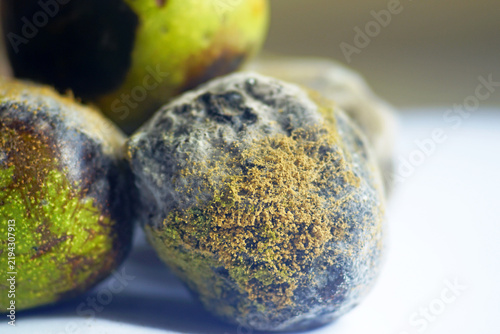 Fotografie Close-up of walnut husk densely coated with yellow mold spores and gray mycelium