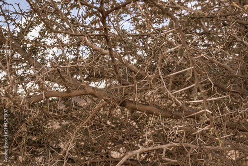 Thorny desert bush branches in marsa alam egypt