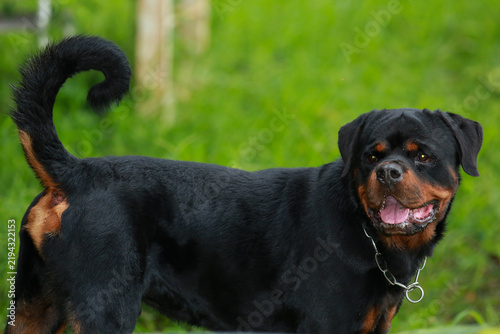 Purebred Black Rottweiler Dog Standing Outdoors in Green Lawn Garden