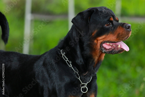 Purebred Black Rottweiler Dog Standing Outdoors in Green Lawn Garden