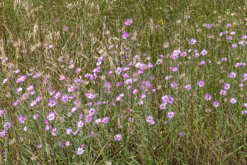 Fotografía Background of lilac-colored wildflowers