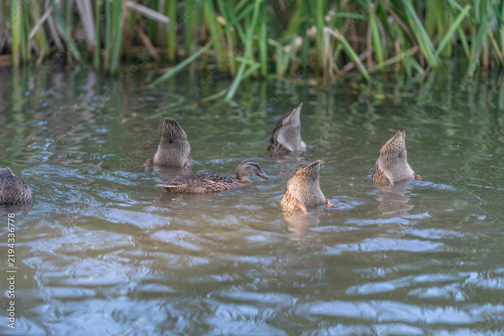 Fototapeta premium Group of dabbling ducks feeding in reed-lined freshwater pond at dusk with soft rippling water