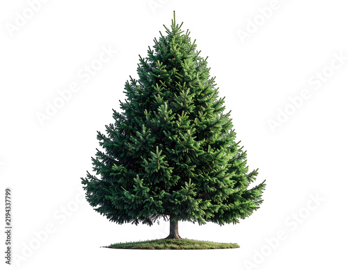 a high quality stock photograph of a single christmas pine tree isolated on a white background