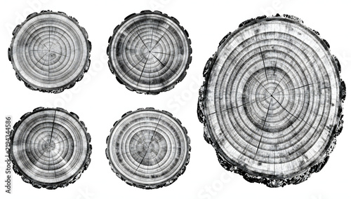 Cross-sections of Wood: Five distinct circular wood cross-sections, showcasing detailed growth rings and bark textures, presented for study or decorative purposes.