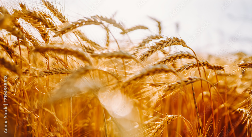 Obraz premium Wheat plants grow in a field with golden color at sunset. Sunlight shines through the stalks, creating a natural glow and highlighting the texture of the wheat.