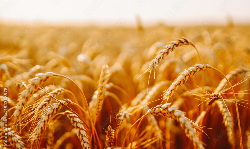 Obraz premium Wheat plants grow in a field with golden color at sunset. Sunlight shines through the stalks, creating a natural glow and highlighting the texture of the wheat.