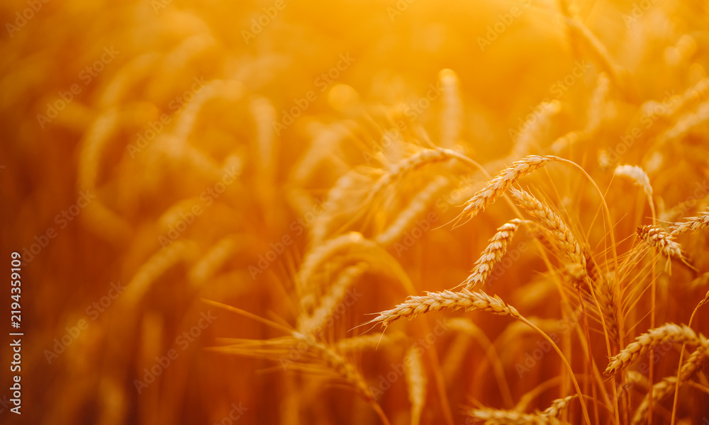 Obraz premium Wheat plants grow in a field with golden color at sunset. Sunlight shines through the stalks, creating a natural glow and highlighting the texture of the wheat.