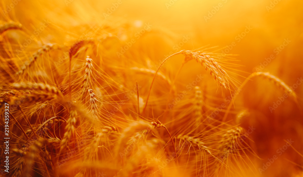 Obraz premium Wheat plants grow in a field with golden color at sunset. Sunlight shines through the stalks, creating a natural glow and highlighting the texture of the wheat.