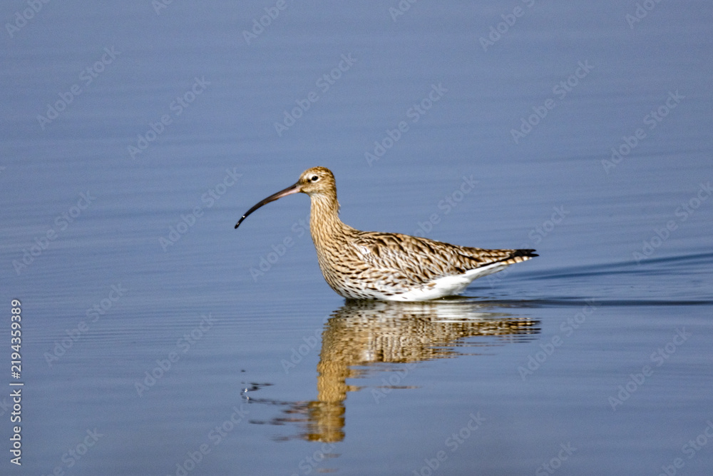 Fototapeta premium shorebirds, marshes and ponds, Europe, migratory birds