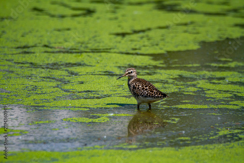 Фотография shorebirds, marshes and ponds, Europe, migratory birds
