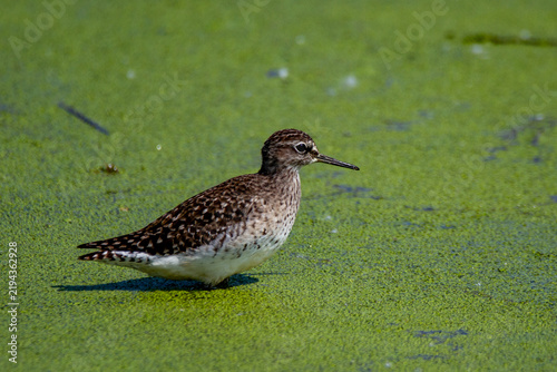Foto shorebirds, marshes and ponds, Europe, migratory birds