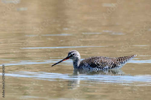 Foto shorebirds, marshes and ponds, Europe, migratory birds