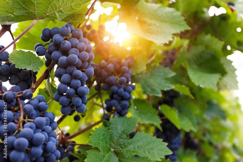 Obraz premium Grapes hanging on grapevine in vineyard ready for autumn harvest and wine making