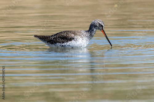 Фотография shorebirds, marshes and ponds, Europe, migratory birds