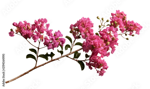 Pink Crepe Myrtle Flowering Branch Isolated