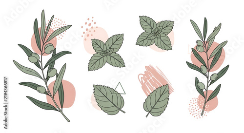 Hand drawn botanical illustration set of olive branches and fresh mint leaves with abstract pink shapes and dots for design background