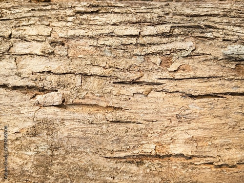 Teak wood bark texture showing rough weathered surface with deep ridges and natural fiber pattern in macro view.