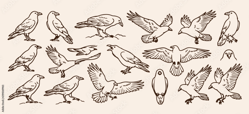 Obraz premium wild birds of prey wildlife sketches, hand drawn eagle and raven line art, flying hawk and owl animal pattern, engraved predator birds flight doodles, vintage woodland avian creature drawings, hunting