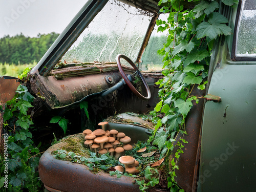 Nature taking over an old abandoned vehicle with fungi growing on the damp seat material
