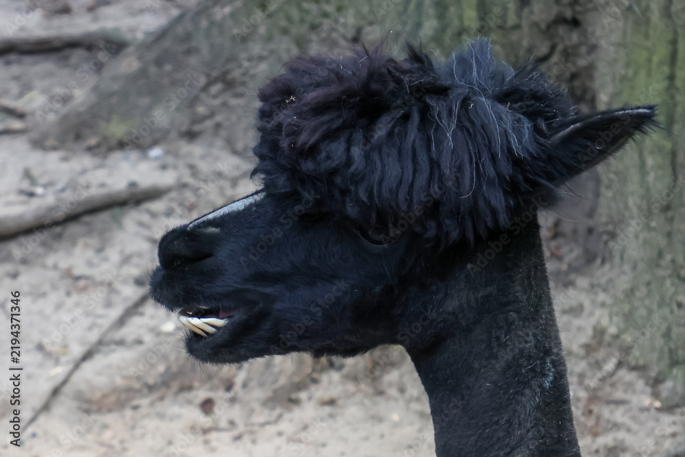 Fototapeta premium Close-up Portrait of a Black Alpaca in Natural Habitat for Animal Photography and Wildlife Enthusiasts