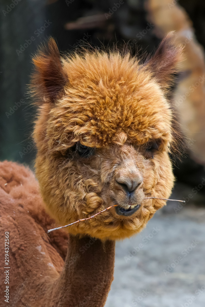 Obraz premium Adorable Alpaca Close-Up with Fluffy Brown Fur for Animal Portraits and Nature Themes