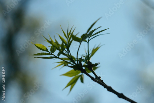 Fotografía A slender spring branch sketches new leaves across a quiet blue sky