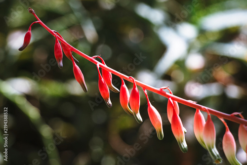 Konstfotografi Tubular red gasteria bicolor flowers growing on long curved stem