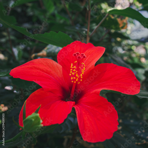 Foto Five scarlet petals radiate around a hibiscus flower with a dark crimson throat