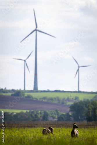 Two Roe Deer in Meadow with Wind Turbines in Background – Wildlife and Renewable Energy (Capreolus capreolus)