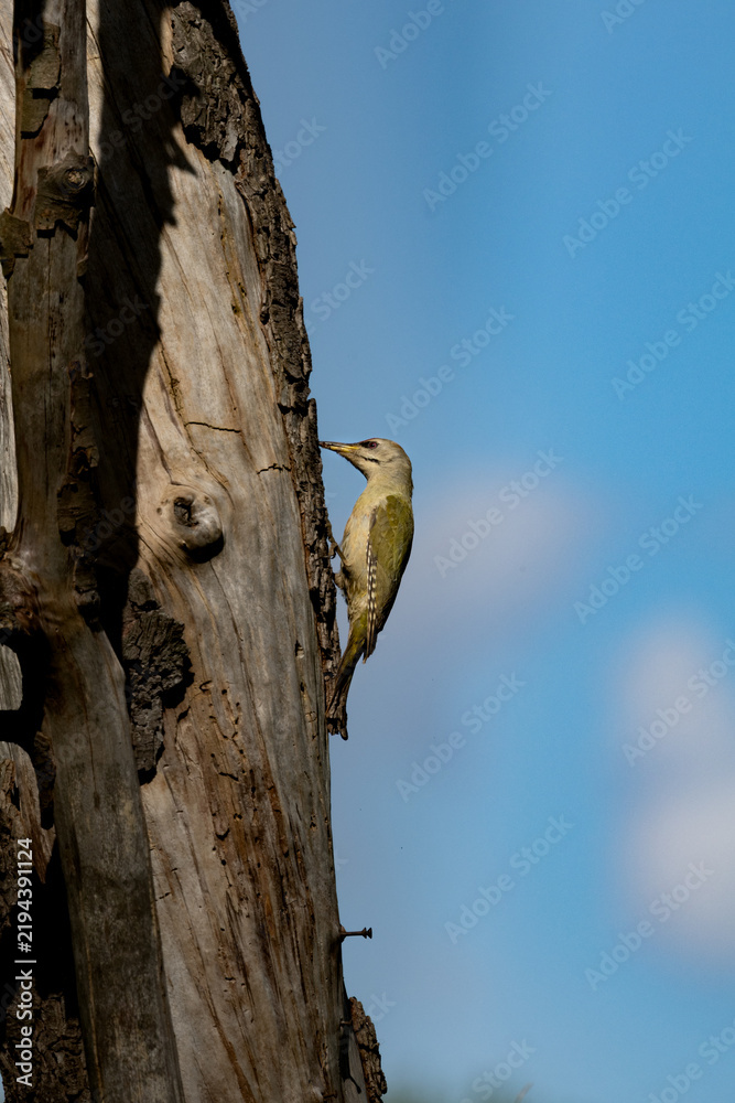 Fototapeta premium Grey-headed Woodpecker on Deadwood – Native Woodpecker Foraging on Dead Tree (Picus canus)