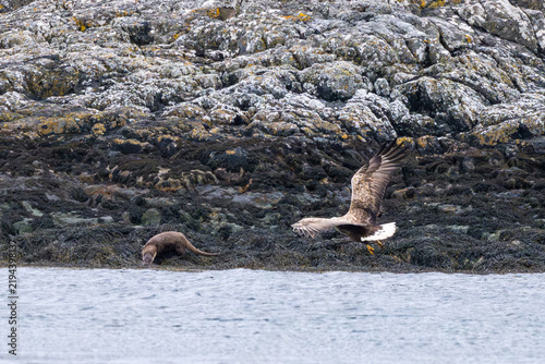 Bild auf Leinwand White tailed Sea Eagle trying to steal a fish from an otter, North Uist, Outer H