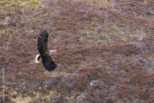 Obraz na płótnie White tailed Sea Eagle in flight, North Uist, Outer Hebrides, Scotland