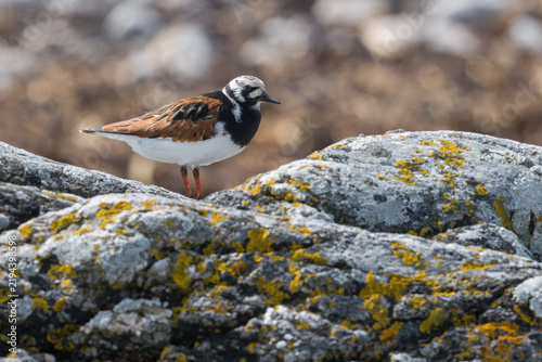 Cuadro en lienzo Turnstone, Benbecula, Outer Hebrides, Scotland