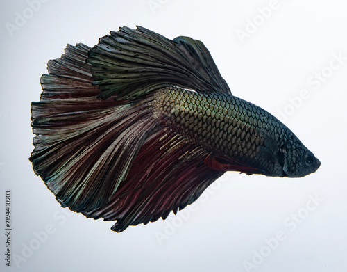 Betta fish or Siamese fighting fish over white background