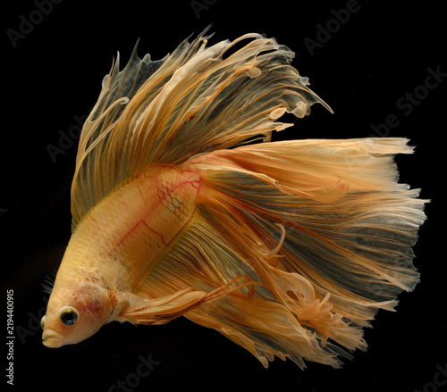 Betta fish or Siamese fighting fish over black background