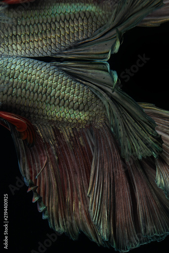 Betta fish or Siamese fighting fish over black background