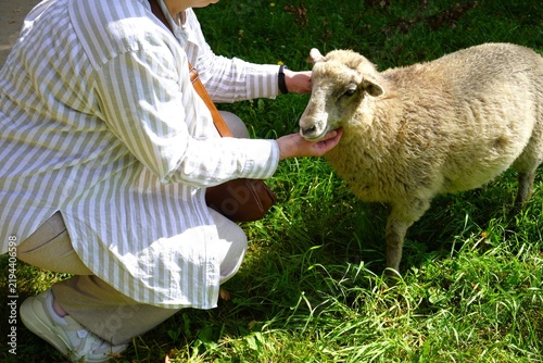 A woman gently pets a cute sheep on a green grass field at an eco farm. Heartwarming connection with nature and animals. Year of the Goat 2027 symbol, rural ecology, harmony, and kindness concept