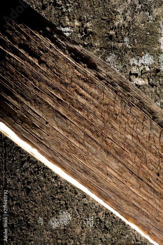Incised Rubber Tree (Hevea brasiliensis), natural rubber production on a plantation, Peermade, Kerala, India