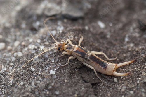 Brandenburg, Germany, Giant Earwig, Labidura Riparia, Nabu, national natural heritage, natural paradise Grünhaus, sandearworm, post-mining landscape, green house, insects, earwigs